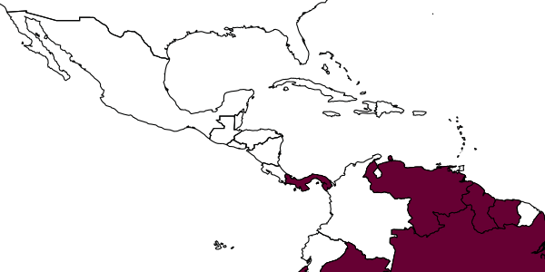 map of Irenangelus furtivus     Evans, 1969